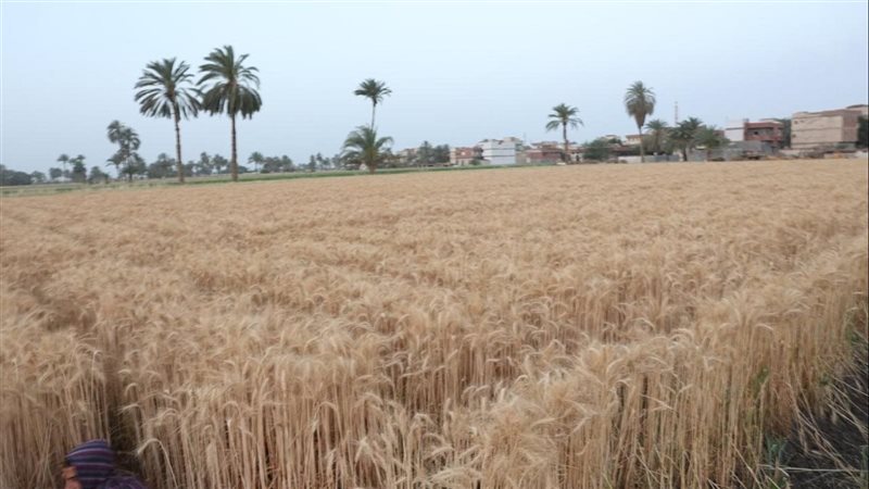 توريد محصول القمح