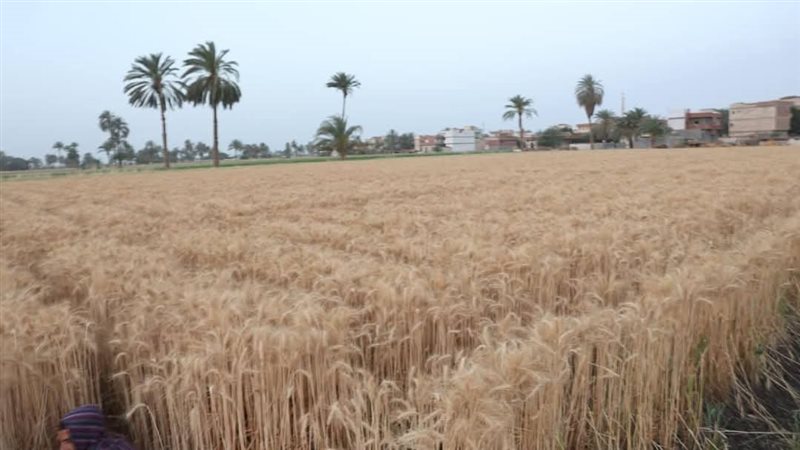 توريد القمح بالمنيا