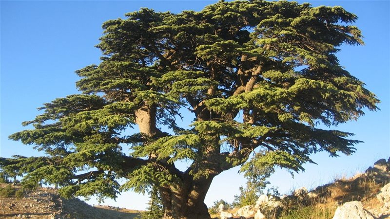 شجرة الأرز اللبناني