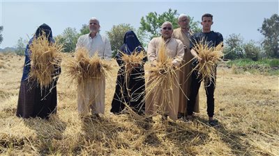 تصالح طرفي واقعة سرقة محصول القمح بالشرقية وإخلاء سبيل المتهمين 
