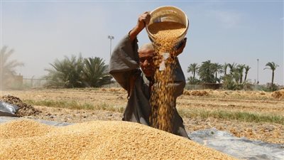 الشرقية: حصاد 112 ألف فدان من القمح