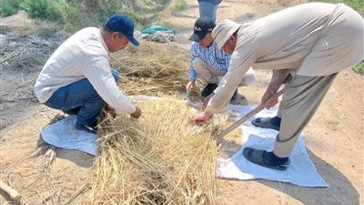 حصاد وفير لمحصول القمح في العامرية بالإسكندرية ضمن جهود تحقيق الأمن الغذائي