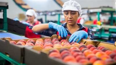 صادرات الصناعات الغذائية المصرية تقفز إلى 1.68 مليار دولار 