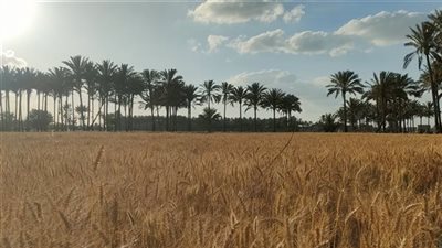 الزراعة: توريد 1.54 مليون طن قمح ودعم الدولة للفلاح وتحقيق الأمن الغذائي