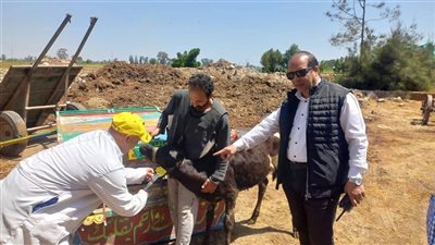 تحصين 95 ألف رأس ماشية في الحملة القومية الأولى للتحصين ضد الحمى القلاعية بالدقهلية