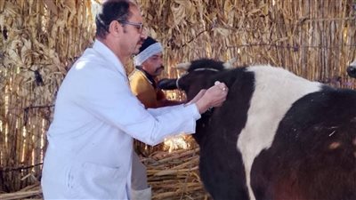 تحصين 37 ألف رأس ماشية ضمن الحملة القومية ضد الحمى القلاعية والوادي المتصدع بالمنيا