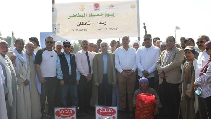 حصاد البطاطس 