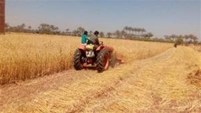 توريد 508 آلاف و 405 أطنان من الذهب الأصفر بالشرقية