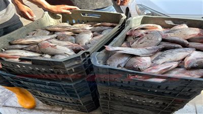 ضبط 1.5 طن أسماك غير صالحة للاستهلاك الآدمي بكفرالشيخ