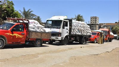 توريد 133 ألفًا و595 طن قمح محلي إلى الصوامع والشون بأسيوط
