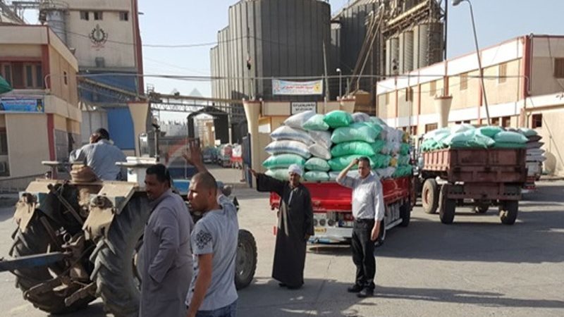 توريد محصول القمح