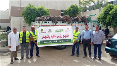 توزيع رؤوس ماشية على الأولى بالرعاية بسمالوط بالمنيا