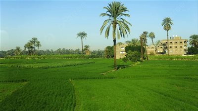 لوقف تعديات البناء خلال عيد الأضحى المنيا تحظر دخول سيارات 