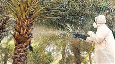 غاز الأوزون: الثورة الخضراء في مكافحة سوسة النخيل الحمراء