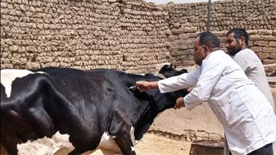 تحصين 47 ألف رأس ماشية ضمن الحملة القومية ضد الحمى القلاعية بأسيوط