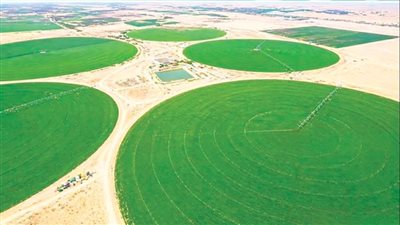 الدلتا الجديدة أيقونة التنمية الزراعية