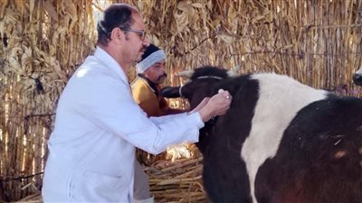 تحصين 89 ألف رأس ماشية بالحملة القومية ضد الحمى القلاعية والوادي المتصدع بالمنيا