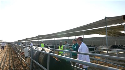«مصر الخير»: إقبال كبير على شراء صكوك الأضاحي.. ورفع درجة الاستعداد بالمجازر حتى رابع أيام العيد