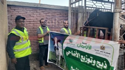 غدًا.. البدء في نحر 50 عجلًا في مجزر الحامول بكفرالشيخ