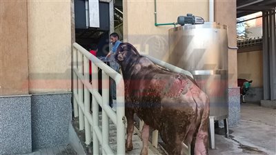 مدير المجازر بكفر الشيخ يستعرض لـ