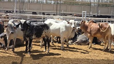497 مجزرا حكوميا على مستوى الجمهورية تفتح أبوابها بالمجان طوال العيد 