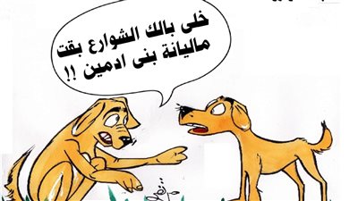 كلاب الشوارع