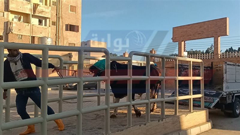 مجازر كفرالشيخ 