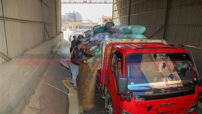 كفرالشيخ: توريد 247 ألفًا و290 طن قمح بنسبة 88.31% من المستهدف