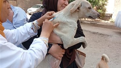 الجيزة تحاصر ظاهرة انتشار الكلاب الضالة