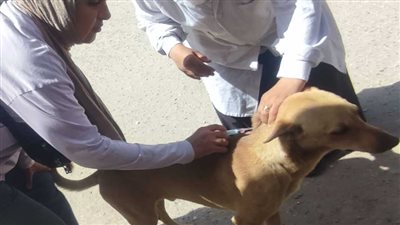 تحصين 7674 وتعقيم 1294 كلبًا بشلتر إمبابة بالتعاون مع الطب البيطرى والمجتمع المدنى