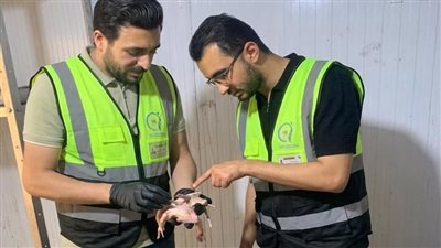 ضربة موجعة للمتلاعبين.. ضبط نصف طن لحوم وحمام فاسد بالغربية