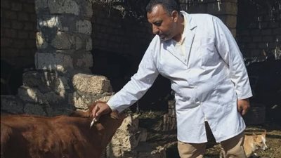 تحصين 127 ألف رأس ماشية ضمن الحملة القومية ضد الحمى القلاعية والوادي المتصدع بالمنيا