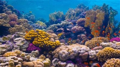  باحثون يوظفون الذكاء الاصطناعي لرسم أول خريطة عالمية للشعاب المرجانية
