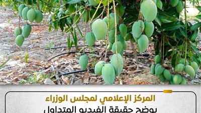حقيقة الفيديو المتداول بشأن غياب الرقابة على ضوابط استخدام مواد كيميائية تسرع نضج الفاكهة