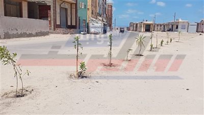 زراعة الأشجار ببرج البرلس ضمن المبادرة الرئاسية «100 مليون شجرة»