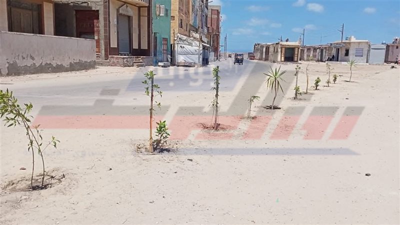 زراعة الأشجار 