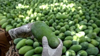 تراجع صادرات المانجو الباكستانية في ظل استمرار الاضطرابات بالمنطقة