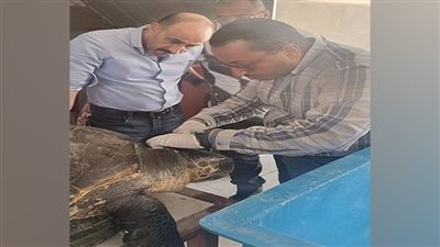 رحلة إنقاذ السلحفاة دريا تعزز التعاون المصري اليوناني لحماية البحر المتوسط