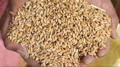 محافظ الوادي الجديد: توريد 625.9 ألف طن من القمح واستمرار أعمال الاستلام حتى منتصف أغسطس