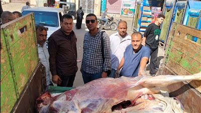 ضبط عجل مذبوح خارج المجازر الحكومية وغير صالح للاستهلاك الآدمي بمنفلوط