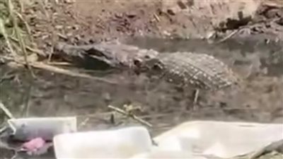 ظهور تمساح بترعة الحصافة يثير ذعر الأهالى بشبين القناطر 