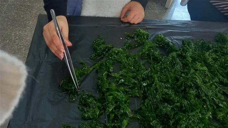 مستخلصات الطحالب
