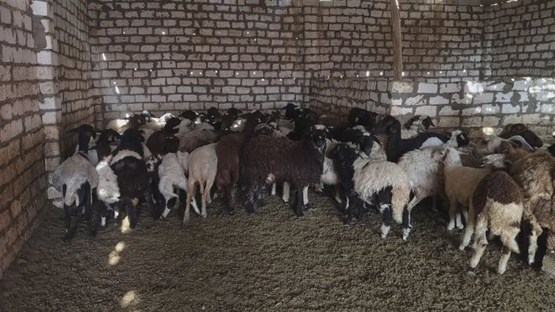 تحصين رؤوس الماشية 