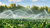 بتكليفات وزير الزراعة.. رئيس قطاع الخدمات الزراعة يتابع الزراعات ودعم منظومة الري الحديث بمحافظة المنيا 