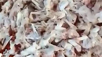 ضبط 870 كيلو لحوم ومصنعات غذائية غير صالحة للاستهلاك الآدمي في حملة تموينية ببني سويف