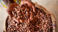 خبراء: توقعات بتراجع محصول الكاكاو في كوت ديفوار بأكثر من 10% 