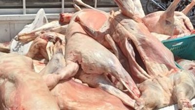  ضبط أكثر من طن لحوم فاسدة داخل عقار مهجور بالمنشاة