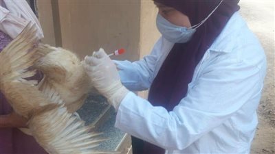 تحصين مليون طائر.. تعرف على جهود حماية الثروة الداجنة خلال يونيو