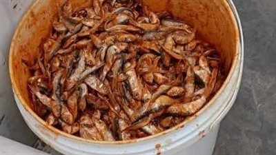 بيطري المنيا: ضبط 324 كيلو جرامًا لحوم وأسماك غير صالحة للاستهلاك الآدمي