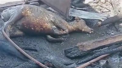 نفوق 6 رؤوس ماشية وأغنام فى حريق بحظيرة مواشي بأرض زراعية بطوخ